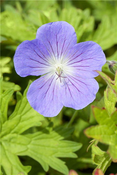 Geranium pratense 'Johnson´s Blue'