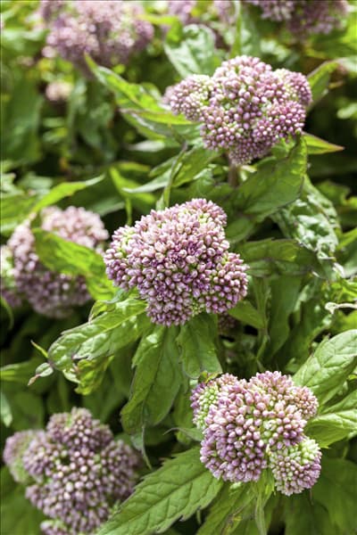 Eupatorium cannabinum