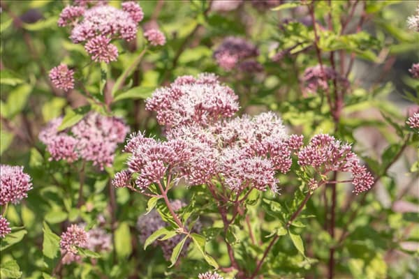 Eupatorium cannabinum