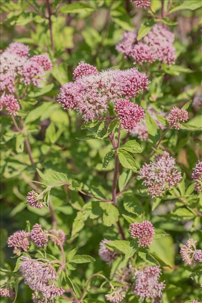 Eupatorium cannabinum