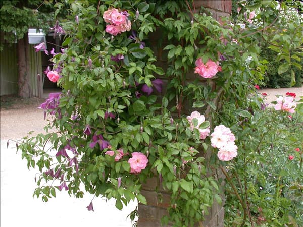 Clematis alpina