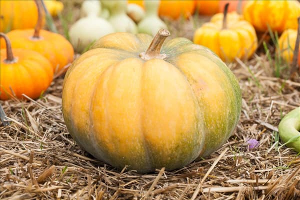 Cucurbita maxima