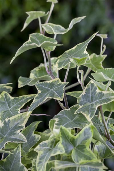 Hedera helix, grün-weiß