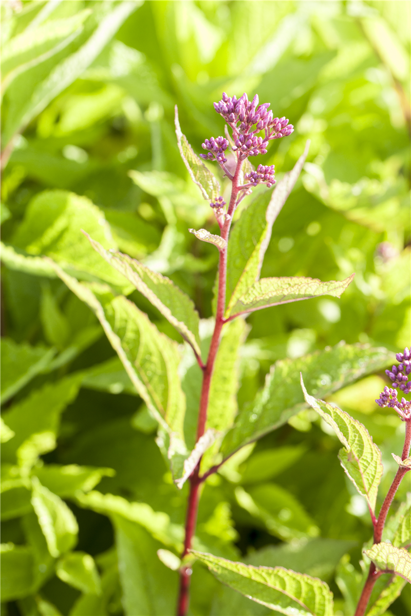 Eupatorium fistulosum