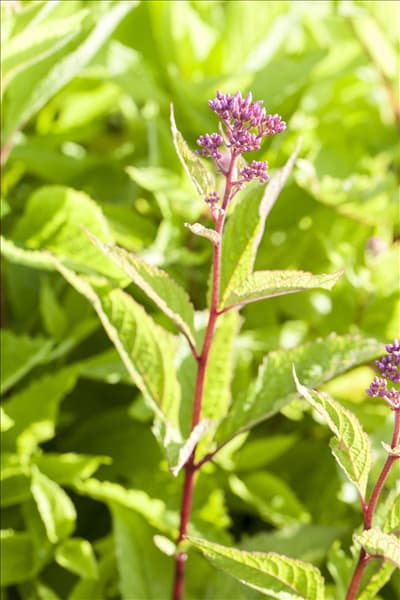 Eupatorium fistulosum