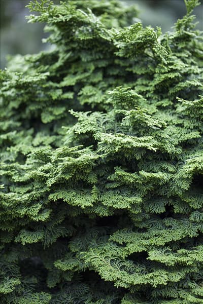 Chamaecyparis obtusa 'Kosteri'