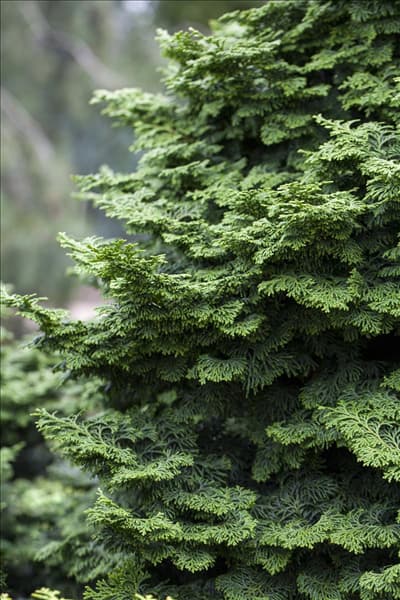 Chamaecyparis obtusa 'Kosteri'