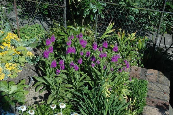 Dactylorhiza maculata