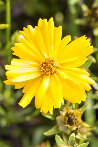 Coreopsis grandiflora