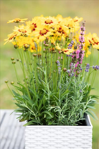Coreopsis grandiflora