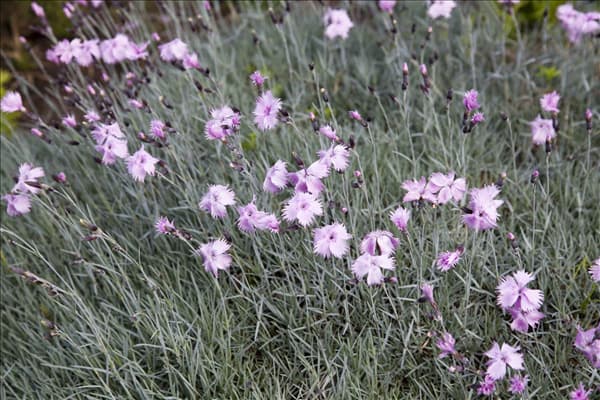 Dianthus gratianopolitanus