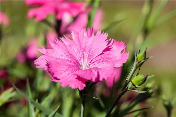 Dianthus gratianopolitanus