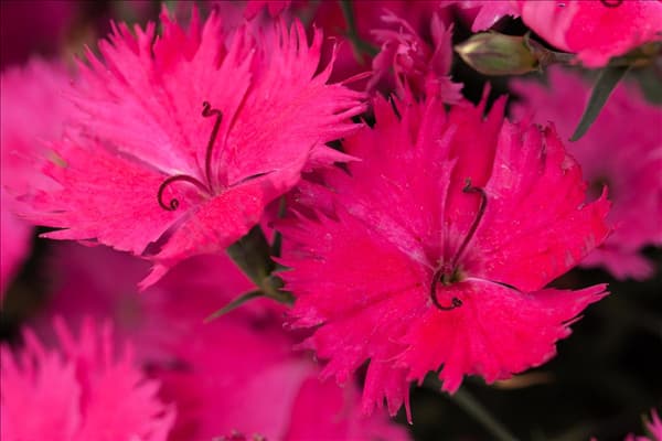 Dianthus gratianopolitanus