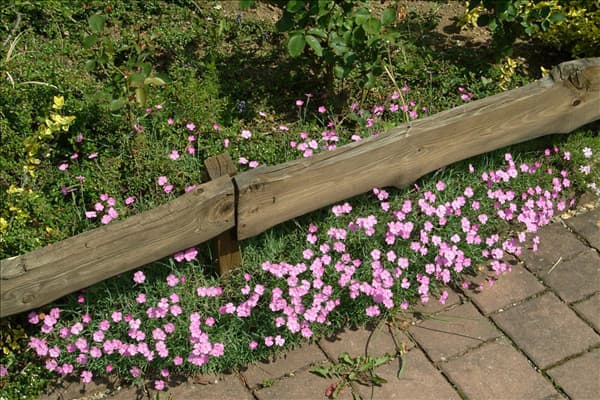 Dianthus gratianopolitanus