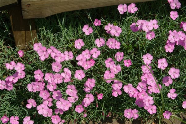 Dianthus gratianopolitanus