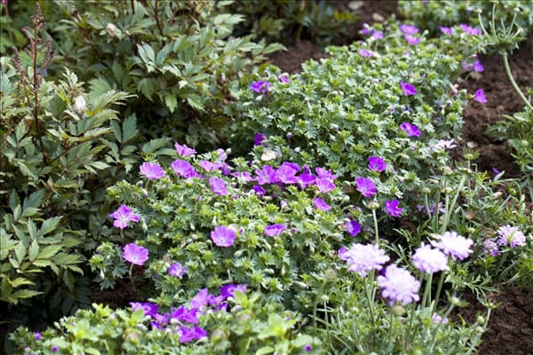 Geranium sanguineum