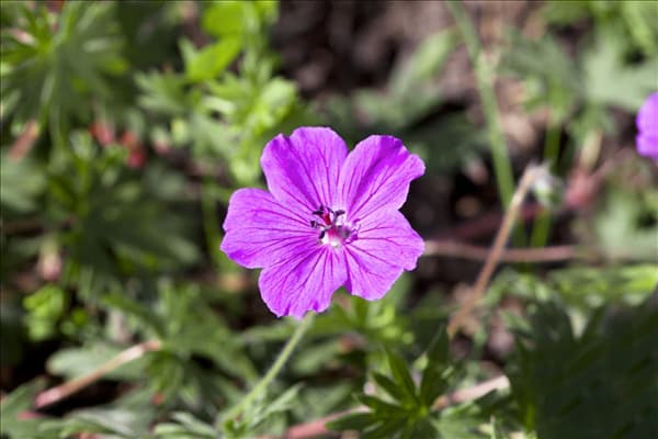 Geranium sanguineum