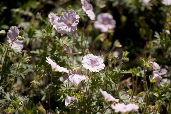 Geranium sanguineum var. striatum