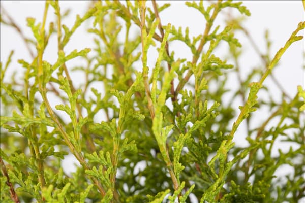 Chamaecyparis obtusa 'Lucas'