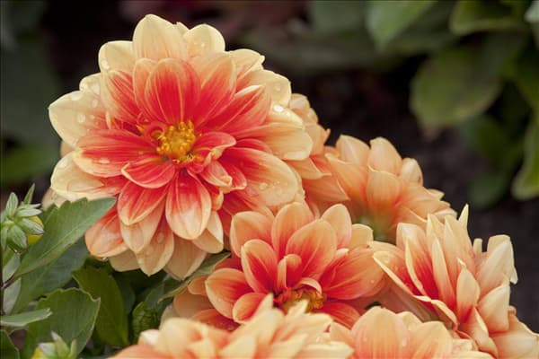 Dahlia LaBella®
