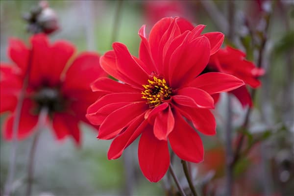 Dahlia
