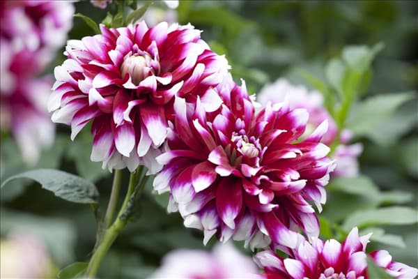 Dahlia