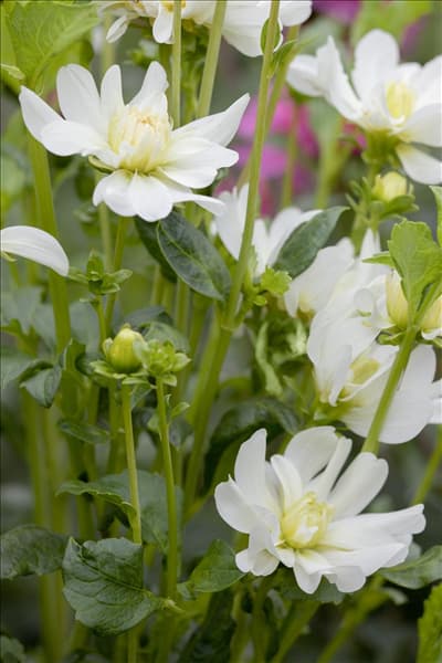 Dahlia