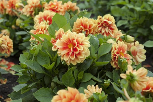 Dahlia