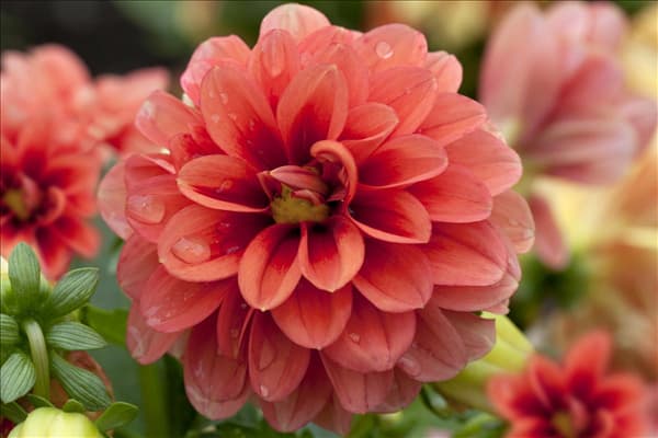 Dahlia