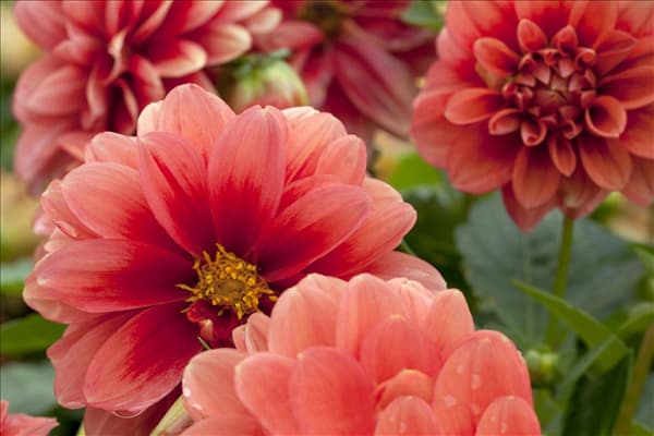 Dahlia