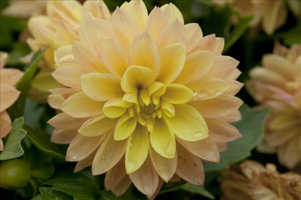 Dahlia LaBella®