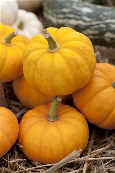 Cucurbita pepo