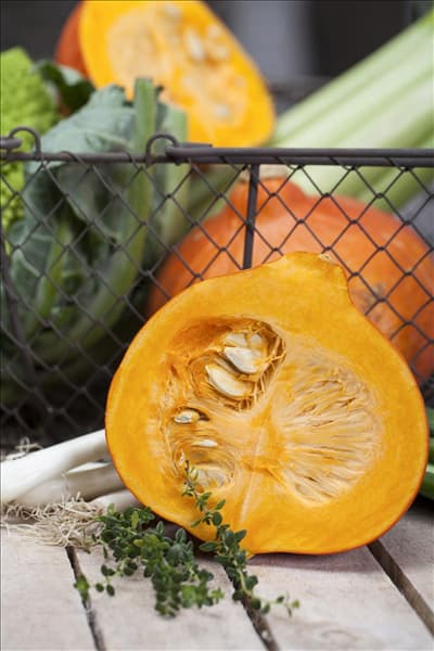 Cucurbita pepo