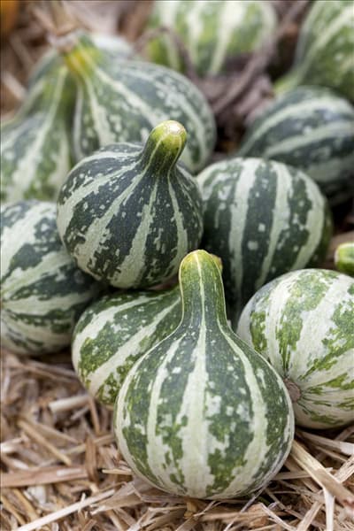 Cucurbita pepo
