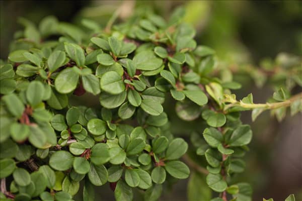 Cotoneaster dammeri