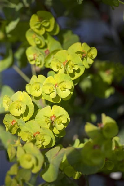 Euphorbia amygdaloides