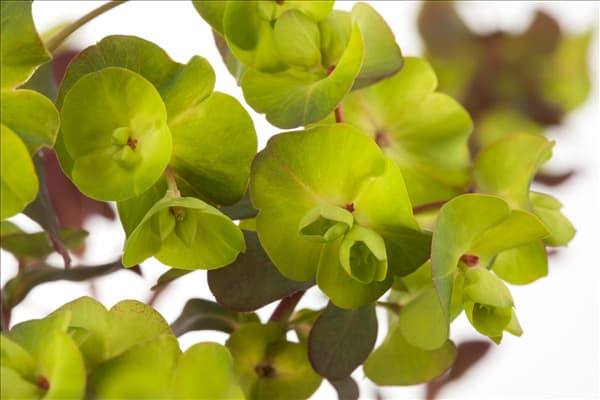 Euphorbia amygdaloides
