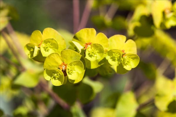 Euphorbia amygdaloides