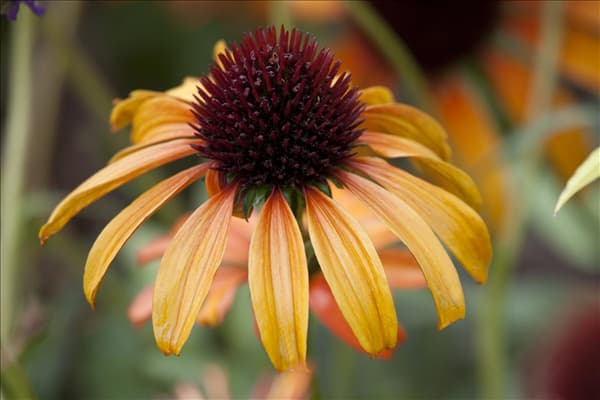 Echinacea purpurea 'Tangerine Dream'®
