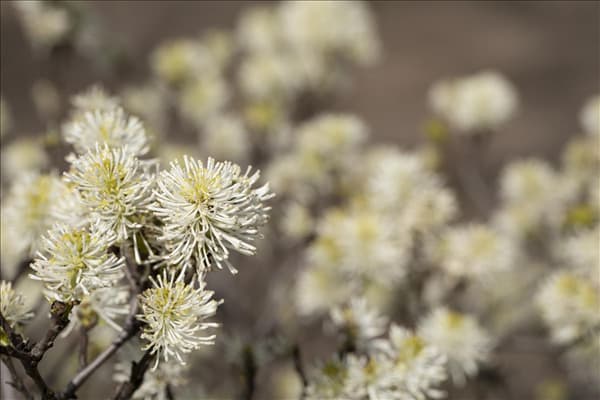 Fothergilla major