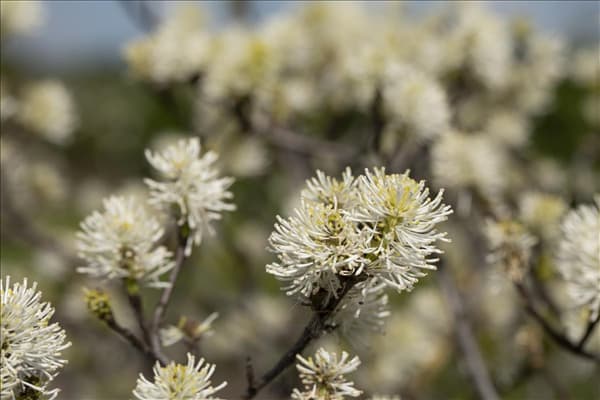 Fothergilla major