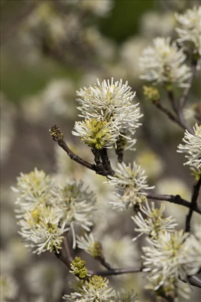Fothergilla major