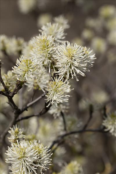Fothergilla major
