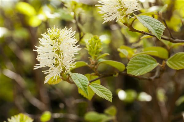 Fothergilla major