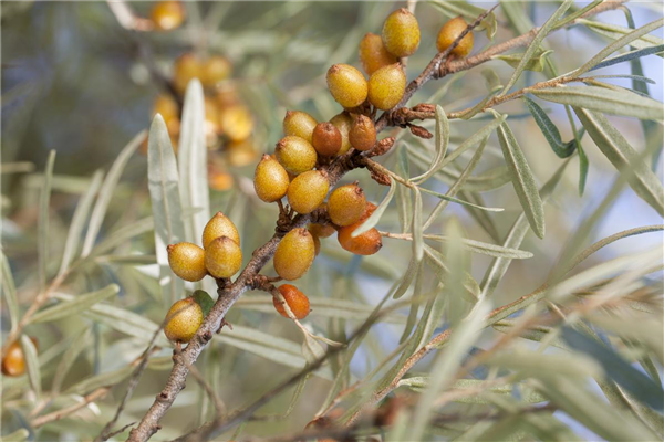 Hippophae rhamnoides