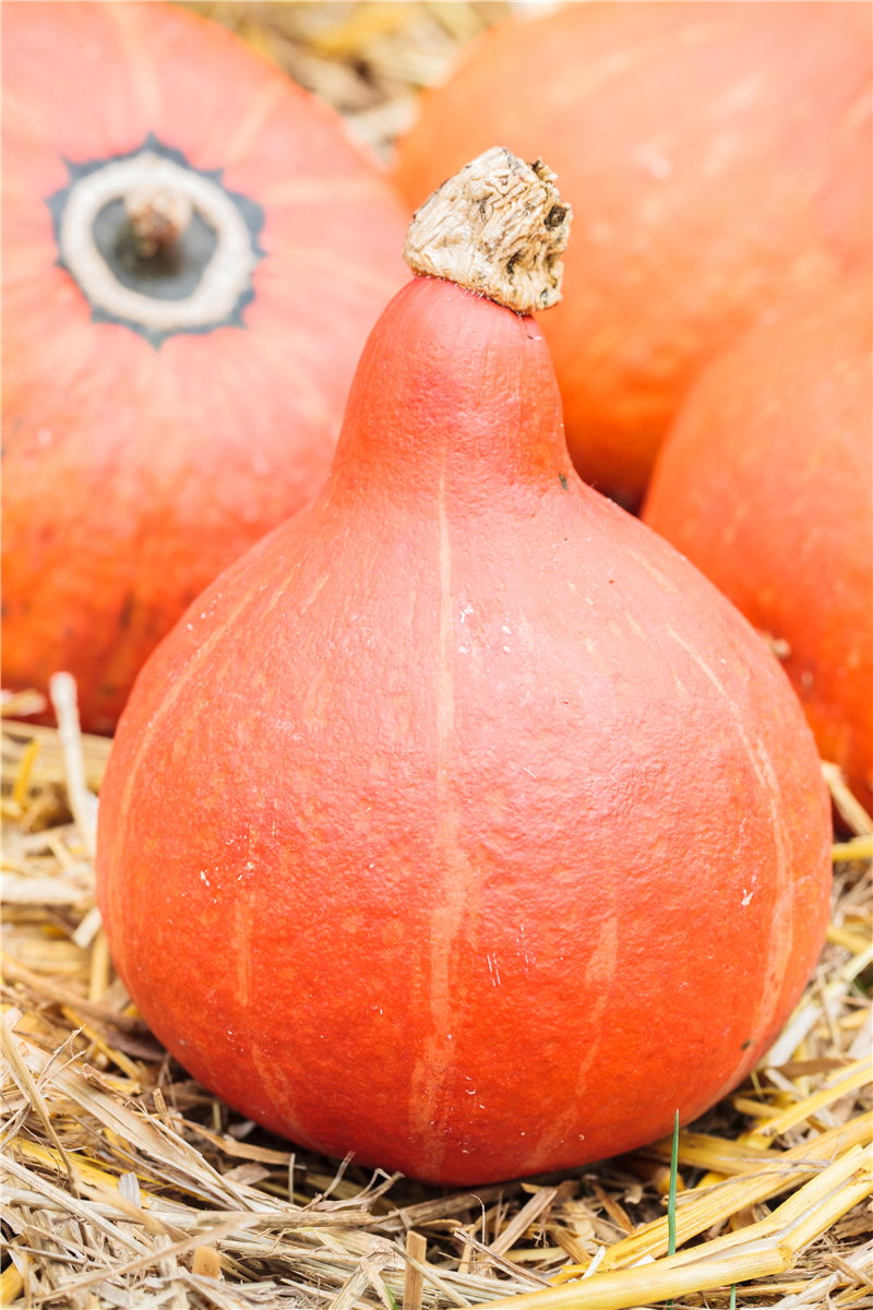 Cucurbita pepo 'Hokkaido'
