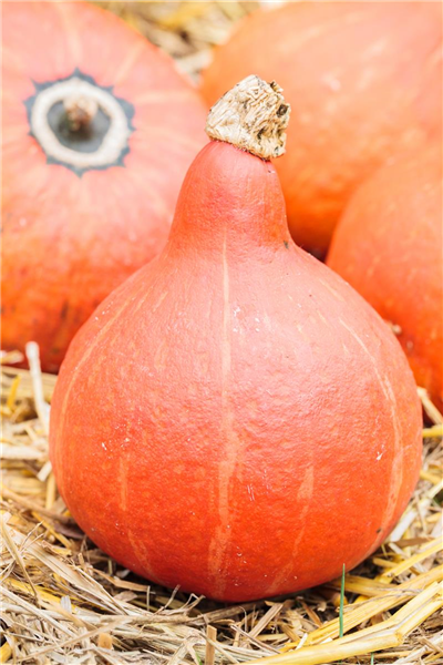 Cucurbita pepo 'Hokkaido'