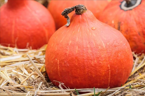 Cucurbita pepo 'Hokkaido'