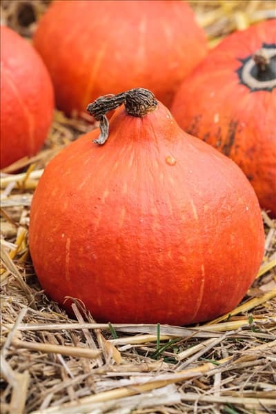 Cucurbita pepo 'Hokkaido'
