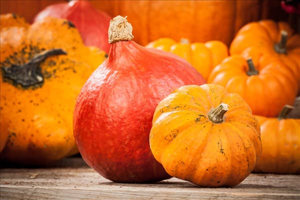 Cucurbita pepo 'Hokkaido'